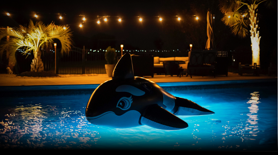 orca